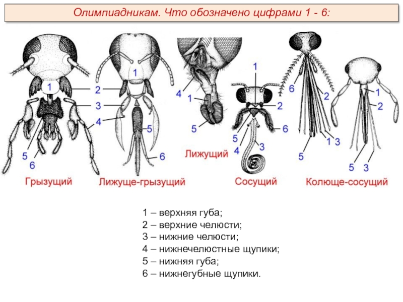 1 – верхняя губа;2 – верхние челюсти;3 – нижние челюсти;4 – нижнечелюстные щупики;5 – нижняя губа;6 –