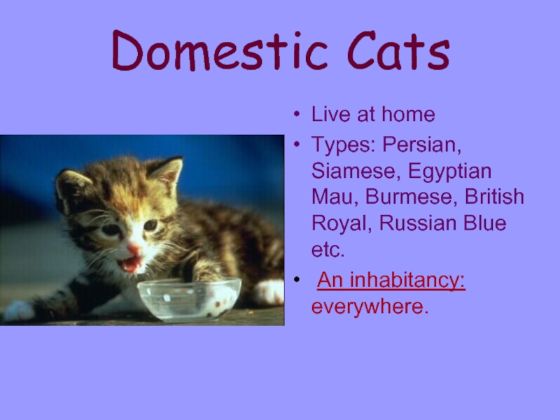 Domestic CatsLive at homeTypes: Persian, Siamese, Egyptian Mau, Burmese, British Royal, Russian Blue etc. An inhabitancy: everywhere.