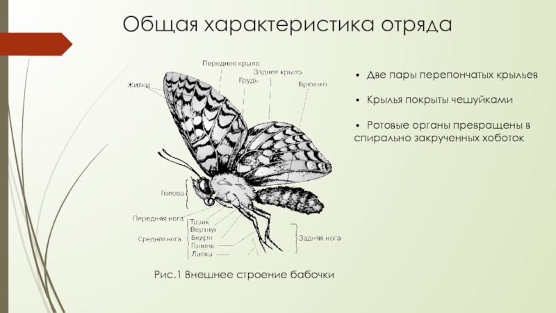 Имаго капустной белянки тип ротового. Чешуекрылые бабочки строение. Внешнее строение чешуекрылых. Чешуекрылые строение крыльев. Отряд чешуекрылые строение крыльев.