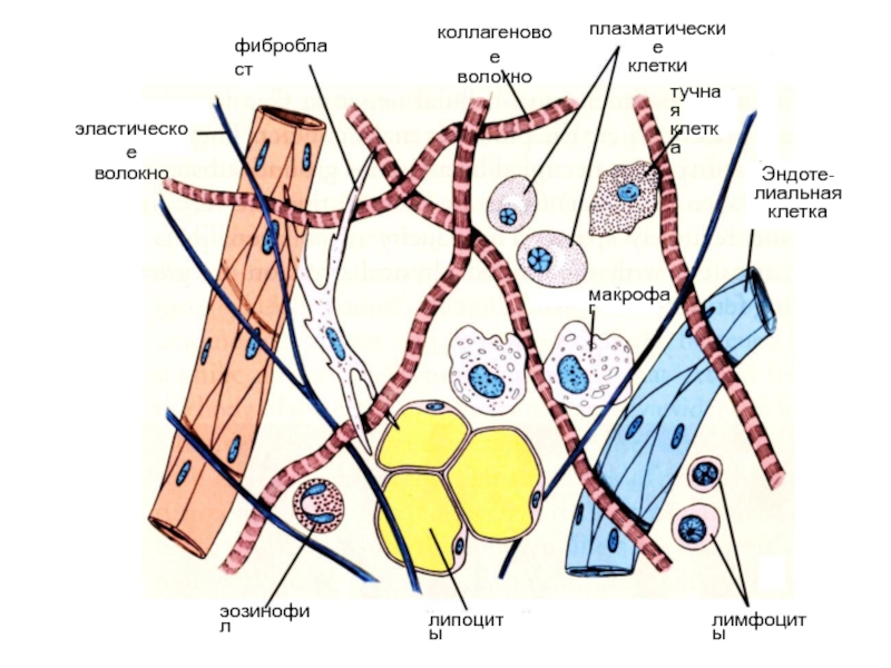 Рыхлая соединительная ткань гистология рисунок