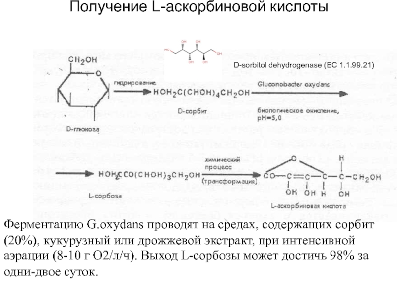 Производство аскорбиновой кислоты презентация