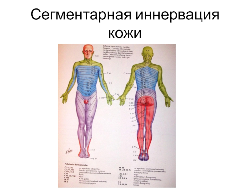 Схема иннервации тела