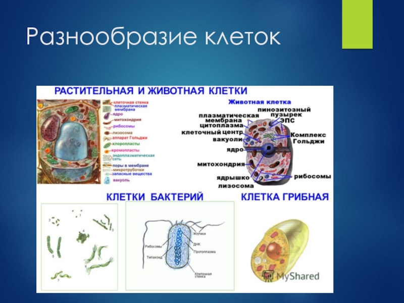 Разнообразие клеток. Строение и многообразие клетки. Многообразие клеток животных. Разнообразие клеток животных и растений.