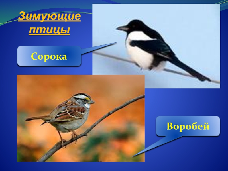 Воробей и сорока. Перелетные и зимующие птицы 1 класс окружающий мир. Перелетные птицы 2 класс окружающий мир.