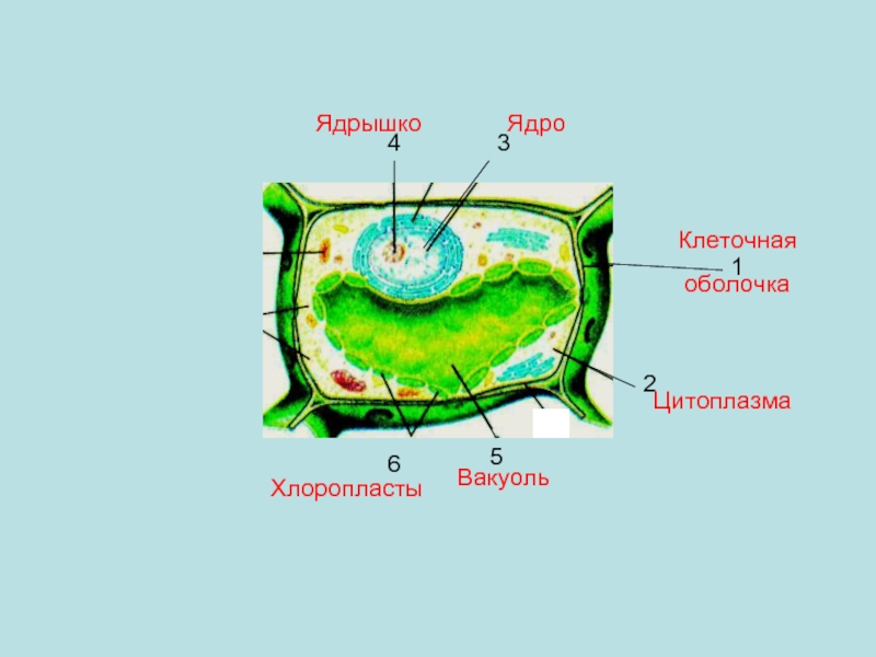 Оболочка ядро цитоплазма. Цитоплазма вакуоль хлоропласт мембрана клеточная стенка ядро. Ядро хлоропласт и клеточная стенка. Вакуоль цитоплазма ядро. Цитоплазма вакуоль оболочка ядро.