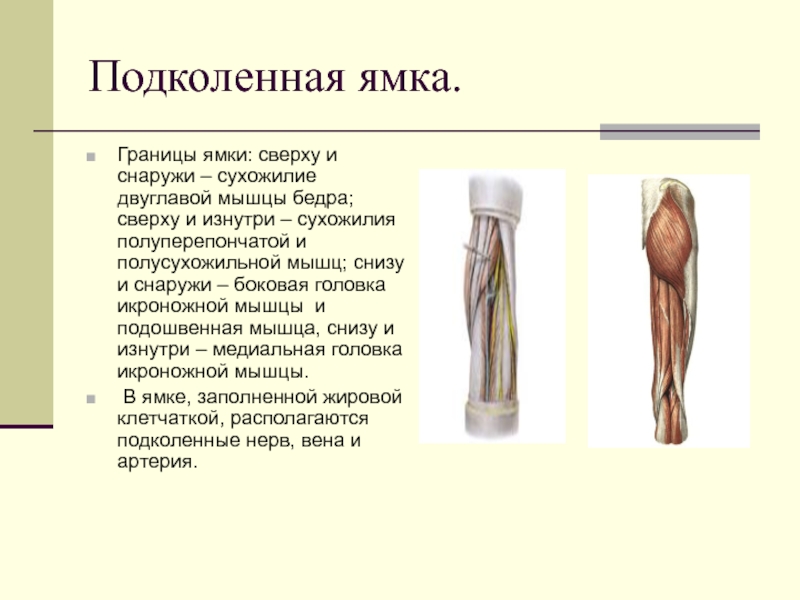 Подколенная ямка.Границы ямки: сверху и снаружи – сухожилие двуглавой мышцы бедра; сверху и изнутри – сухожилия полуперепончатой