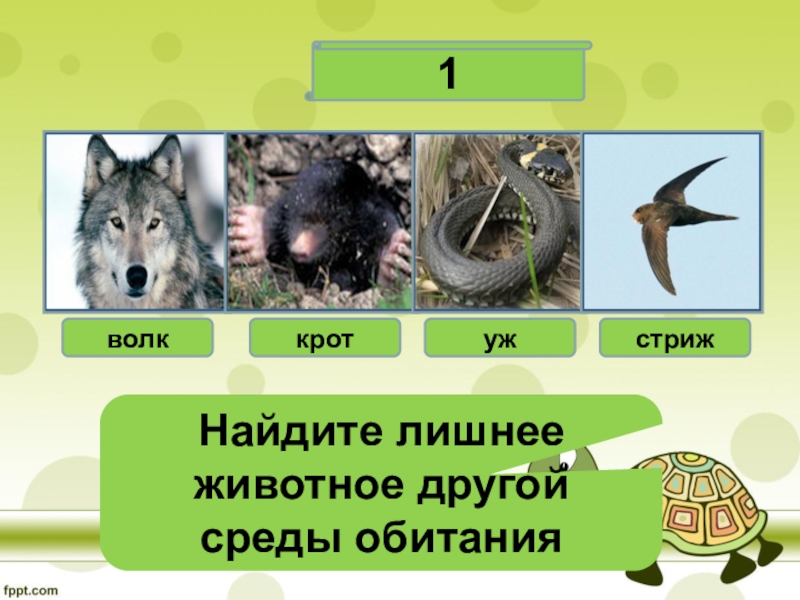Среда обитания волка 5 класс биология впр