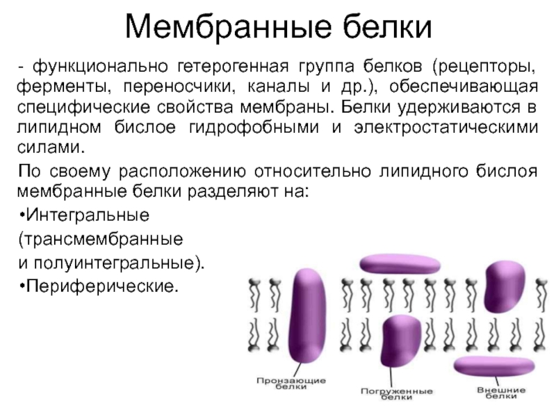 Свойства мембран презентация