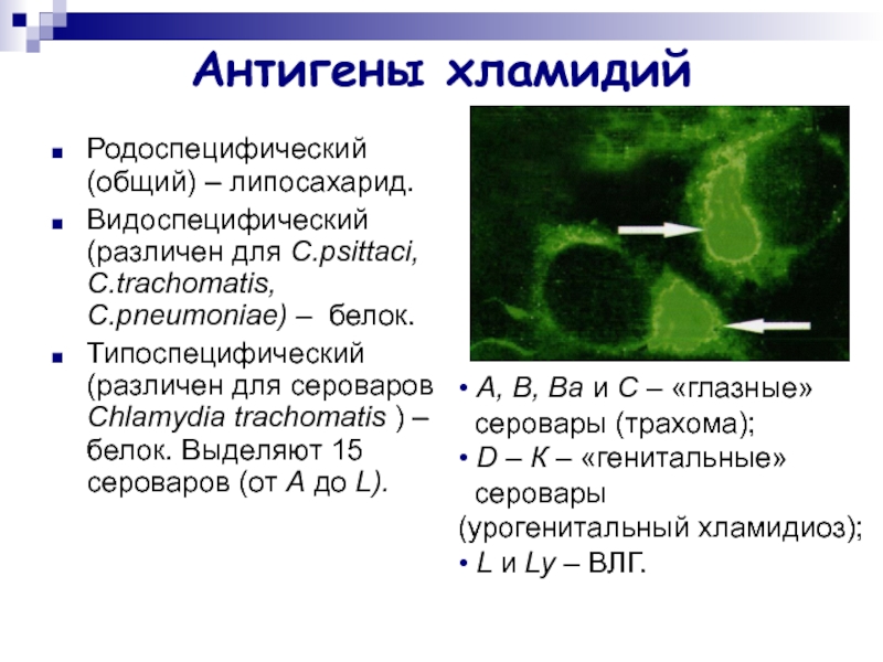 Для хламидий характерно. Морфология хламидий микробиология. Язвы, вызванные хламидией трахоматис.