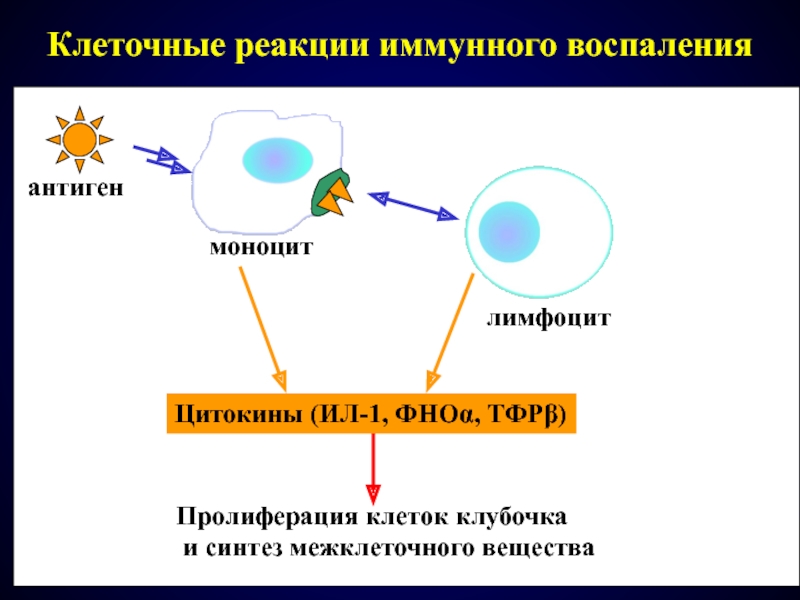 Реакция в тканях. Клеточные реакции при воспалении. Механизм воспалительной реакции. Клеточные реакции в очаге воспаления. Схема воспалительной реакции.