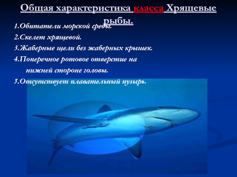 Рыбы общее. Плавательный пузырь у хрящевых рыб. Особенности хрящевых рыб. Общая характеристика хрящевых рыб. Ротовое отверстие у хрящевых рыб.