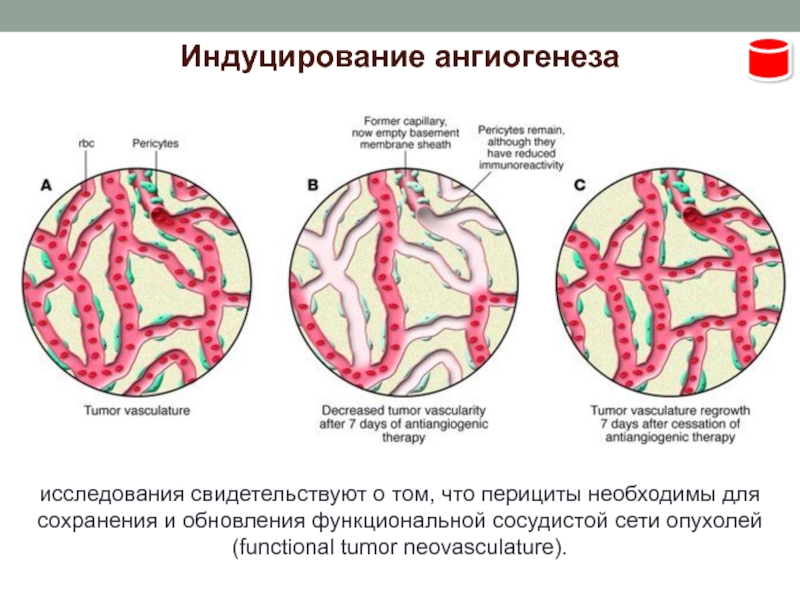 Индуцирование. Факторы ангиогенеза опухоли. Индуцирует ангиогенез. Нарушение ангиогенеза. Индуцирование ангиогенеза в опухолях.