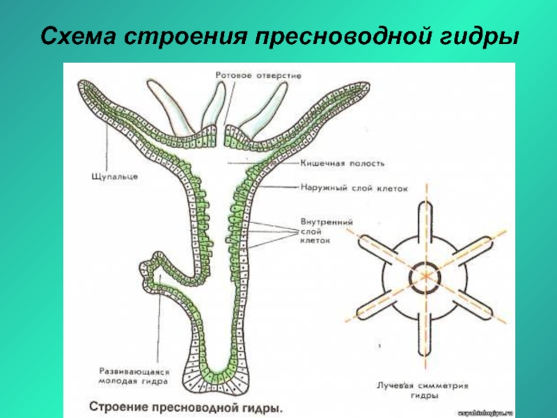 Части тела гидры рисунок