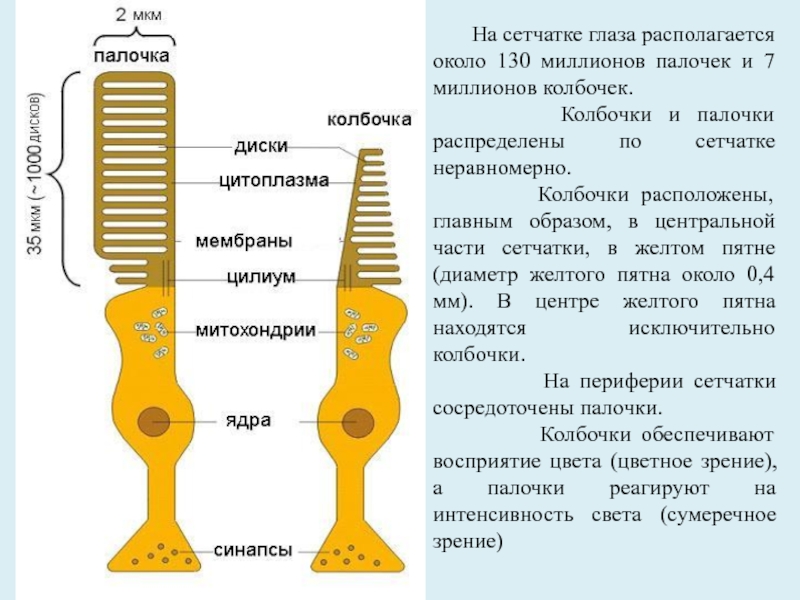 Колбочки и палочки рисунок