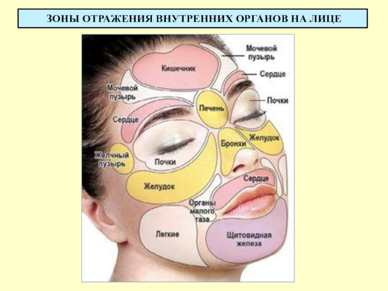 Карта кожи человека