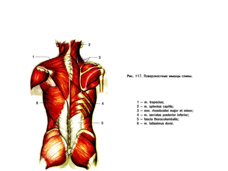 Мышцы спины анатомия картинки с названиями
