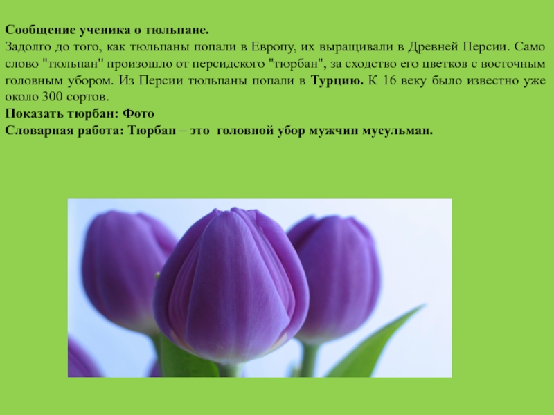 Тюльпан текс. Описание тюльпана. Описание цветов тюльпан. Информация о тюльпане. Сообщение о тюльпане.