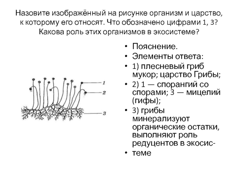 Рассмотрите рисунок подпишите какие компоненты экосистемы обозначены цифрами 1 3