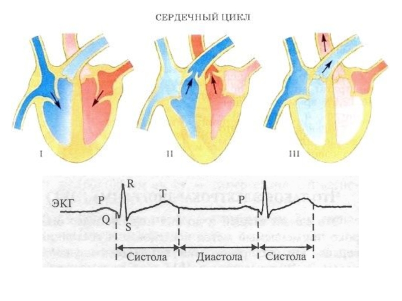 Рассмотрите схему сердечного цикла на рисунках 1 3