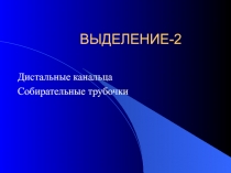 Дистальные канальца Собирательные трубочки