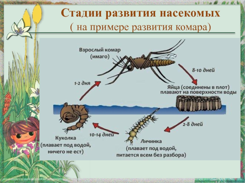 На рисунке изображен тип развития насекомых