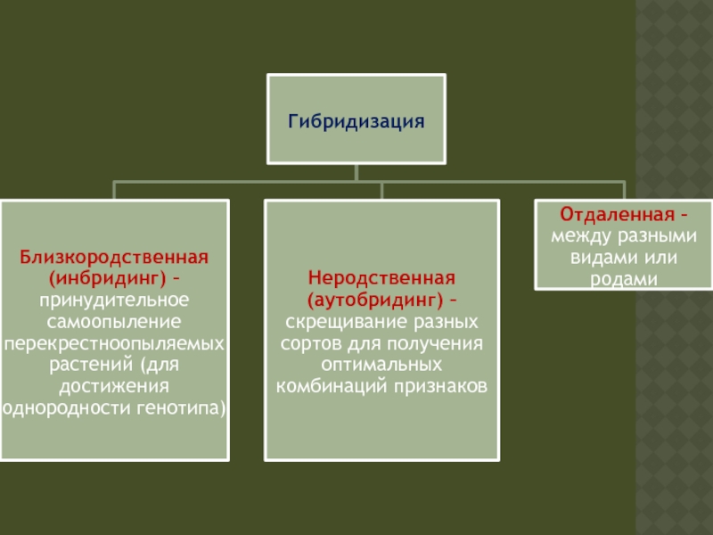 Презентация отдаленная гибридизация