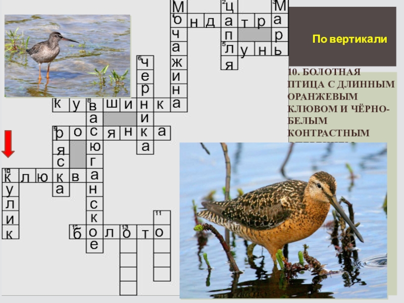 Морская птица кроссворд. Кроссворд про птиц. Строение болотных птиц. Болотная птица 7 букв.