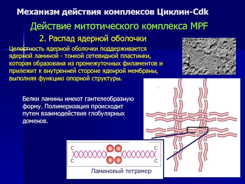 Распад ядерной оболочки. Механизм действия комплексов циклин-CDK. Ядерная ламина. Строение и функции ламины. Ядерная пластинка ламина.