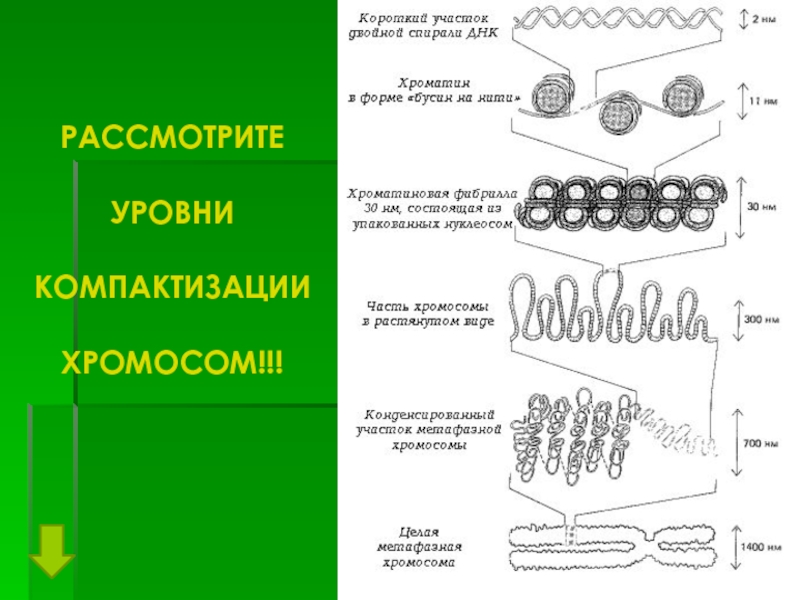 Рассмотрите рисунок на котором представлена схема компактизации упаковки наследственного материала