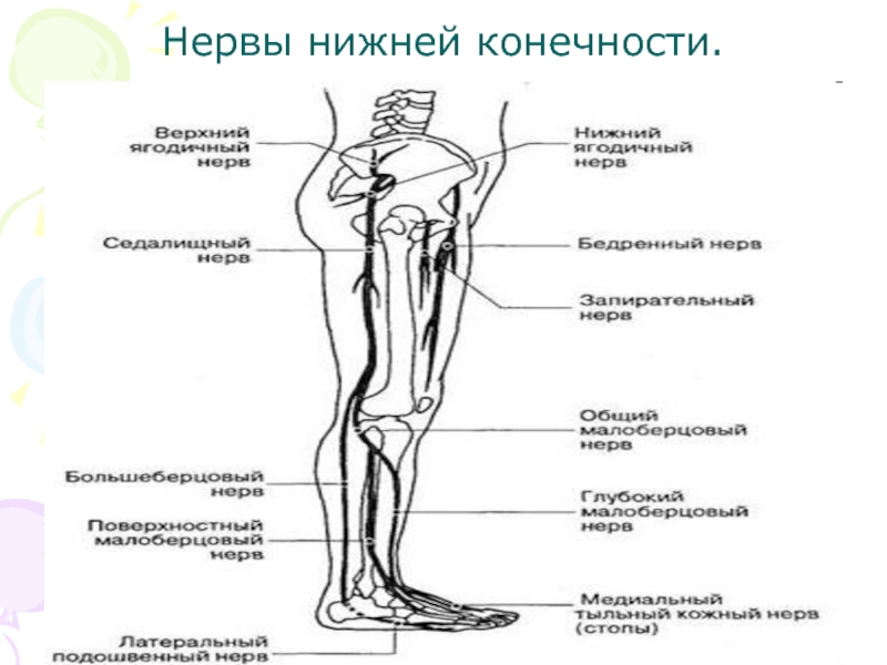 Седалищный нерв расположение рисунок