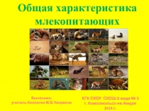 Общая характеристика млекопитающих