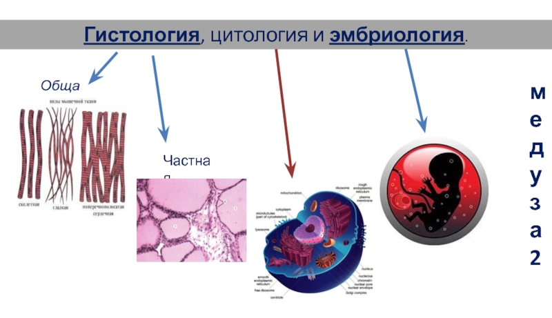 Эмбриология гистология. Онтология гистология бриология. Цитология эмбриология. Цитология и гистология.