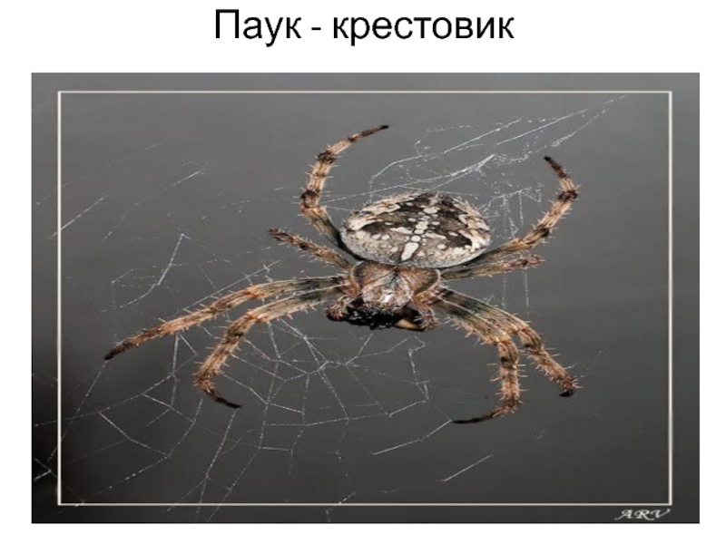 Части тела паука крестовика. Классификация паука крестовика. Систематика паука крестовика. Паук крестовик относится к классу паукообразных так как у него.
