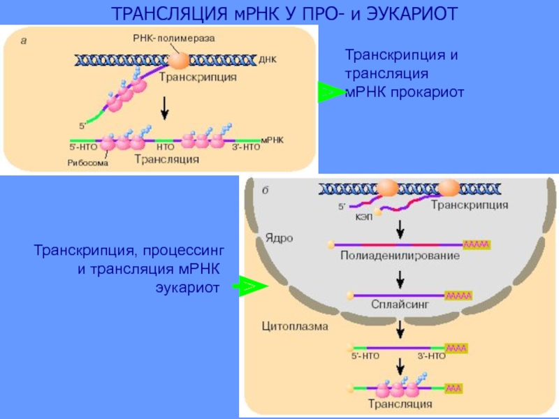 Транскрипция синтез мрнк