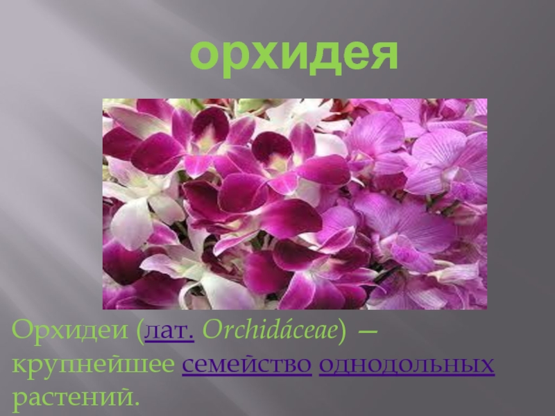 орхидеяОрхидеи (лат. Orchidáceae) — крупнейшее семейство однодольных растений.