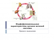 Морфофункциональная характеристика органов мочевой системы