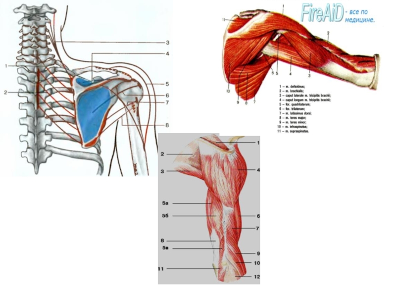 Плечо анатомия. Мышцы плечевого пояса и плеча анатомия. Мышцы шеи и плечевого пояса анатомия человека. Мышцы плечевого пояса и плеча правого вид спереди и сзади. Мышцы шея плечо лопатка анатомия.