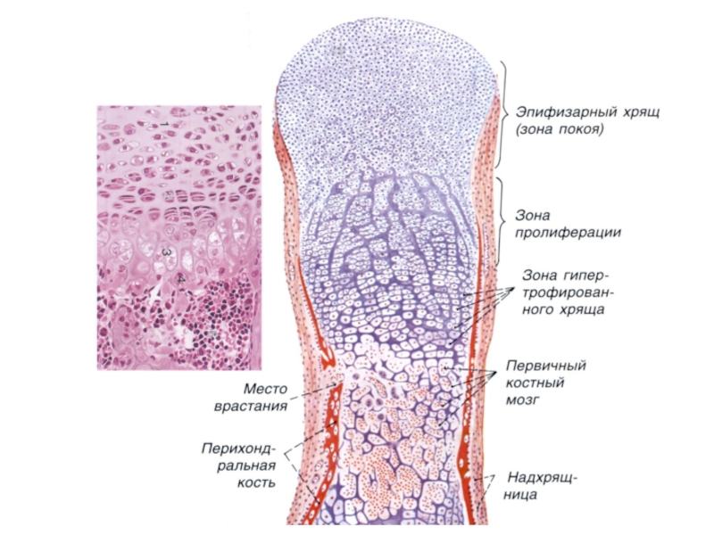 Развитие кости на месте хряща гистология рисунок