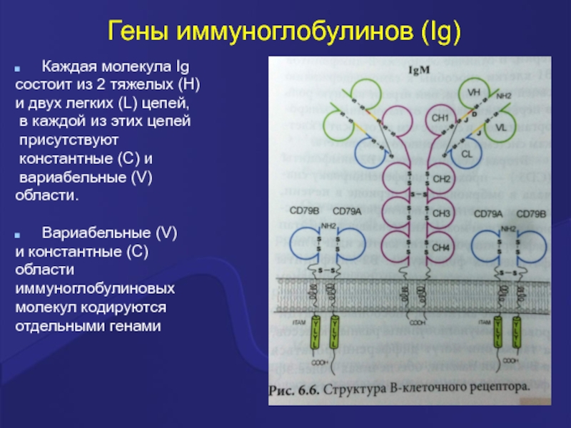 Синтез цепей. Строение генов иммуноглобулинов. Цепь Гена иммуноглобулина. Гены иммуноглобулинов иммунология. Генетический контроль синтеза иммуноглобулинов.