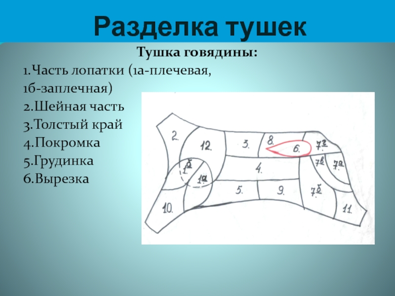 Карта разделки говяжьей туши