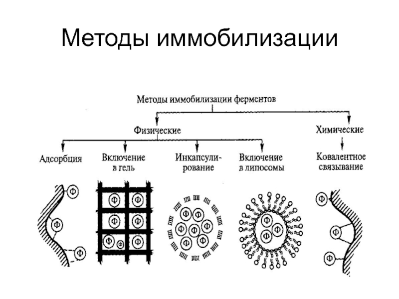 Иммобилизованные ферменты презентация