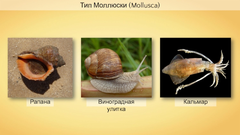 Рапана
Кальмар
Виноградная улитка
Тип Моллюски ( Mollusca)