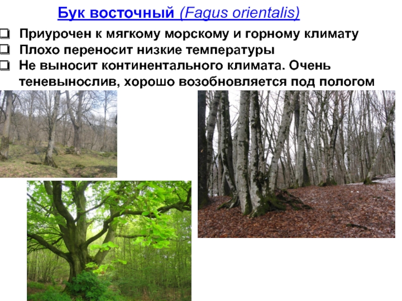 Бук Восточный – Fagus orientalis. Градация леса. Лесное ландшафтоведение. Береза светолюбивое или теневыносливое.