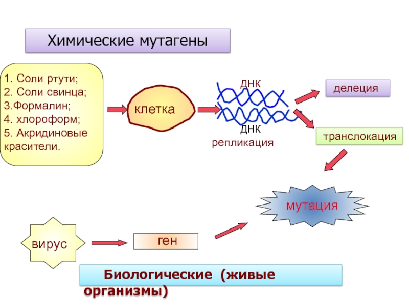 Химические мутагены презентация