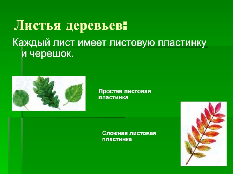 Каждый лист. Сложная листовая пластинка. Листовая пластинка и черешок. Простые листья имеют. Лист имеет.