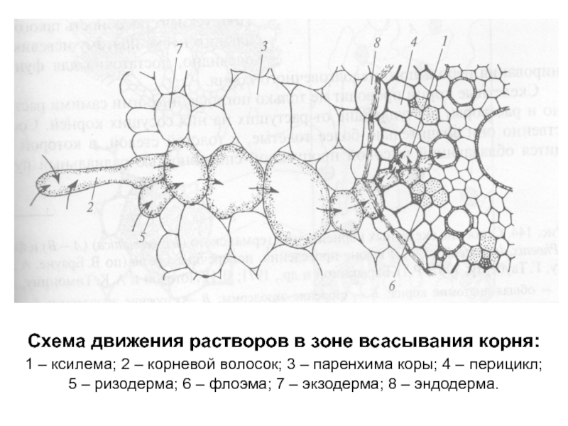 Эпиблема корня. Ризодерма эндодерма перицикл. Ризодерма корня строение. Схема движения веществ по корню от ризодермы к древесине. Ксилема эндодерма ризодерма.