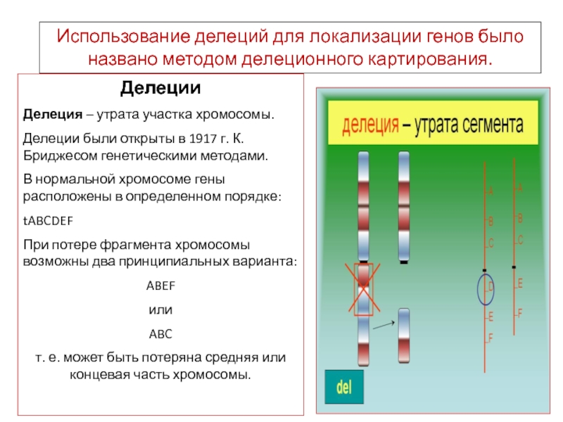 Презентация картирование хромосом человека