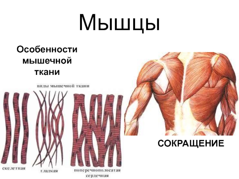 Какими свойствами мышечной