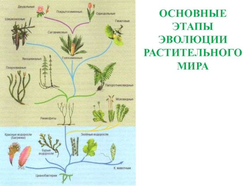 Презентация основные этапы развития растительного мира 6 класс презентация