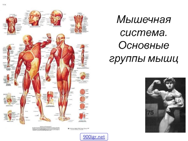 Презентация Мышечная система. Основные группы мышц
